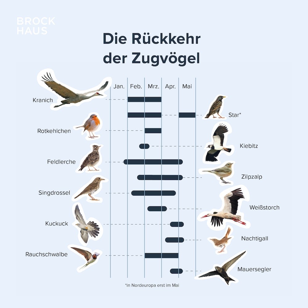 Social Media Inhalte svg+xml;charset=utf