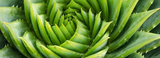 Biologie-Themen Biologie