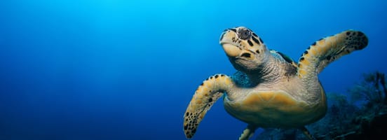 Biologie-Themen Tiere