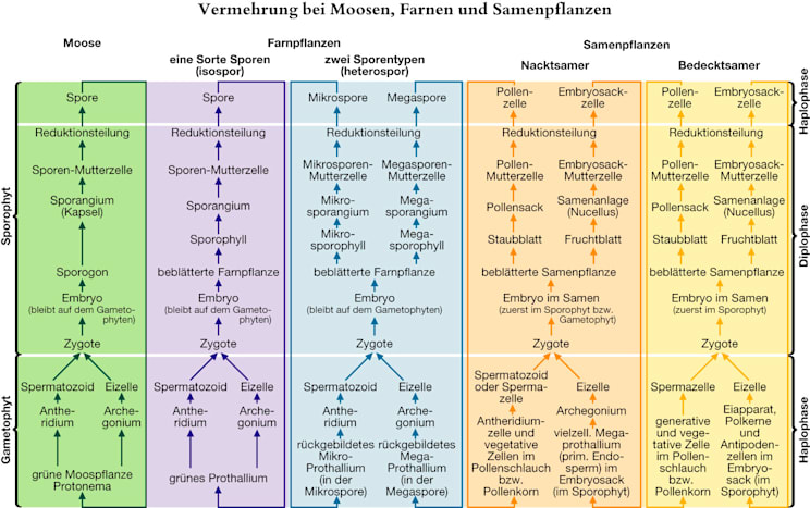 Farnpflanzen: Vermehrung bei Moosen, Farnen und Samenpflanzen