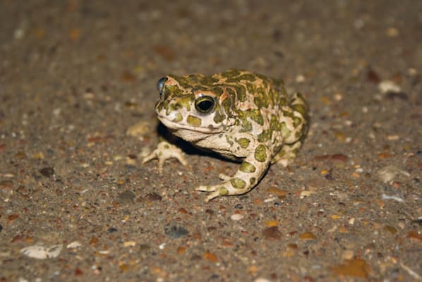 Amphibien: Wechselkröte