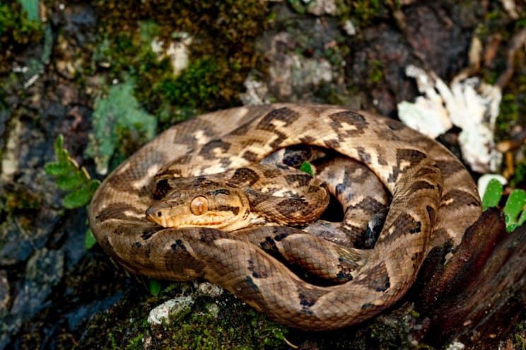Boaschlangen: Boa constrictor