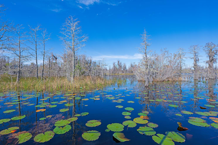 Okefenokee Swamp: Sumpfgebiet