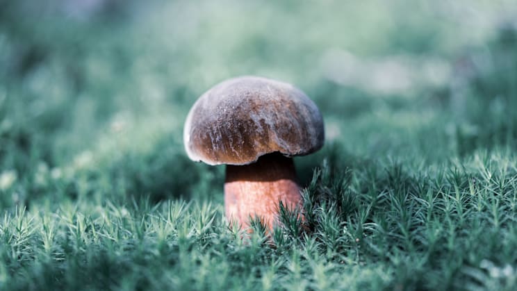 Hexenröhrling: Flockenstieliger Hexenröhrling