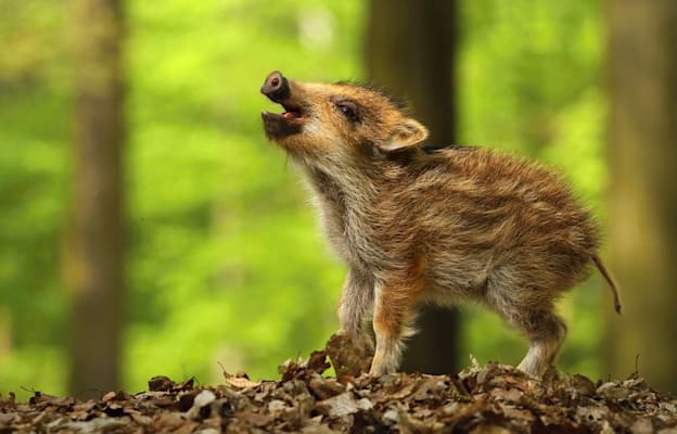 Wildschwein-Frischling