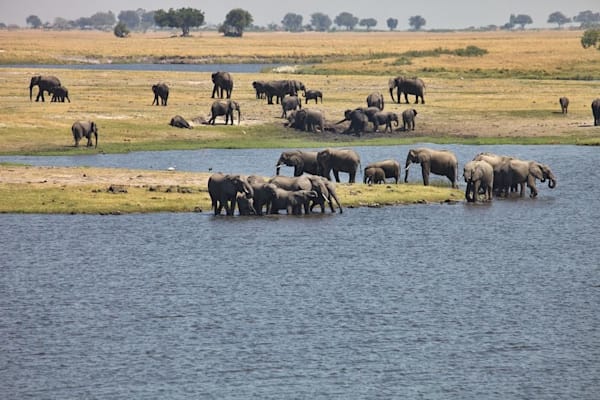 Chobe-Nationalpark: Elefanten an einer Wasserstelle