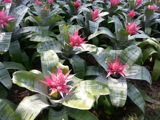 Bromelien: Lanzenrosette