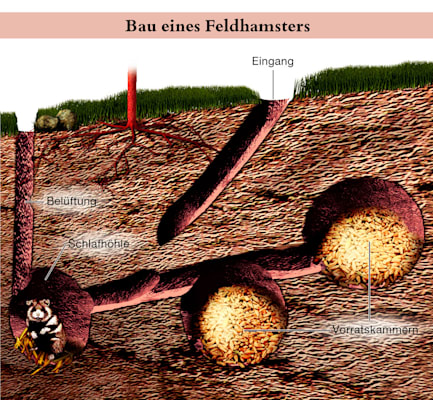 Feldhamster: Bau