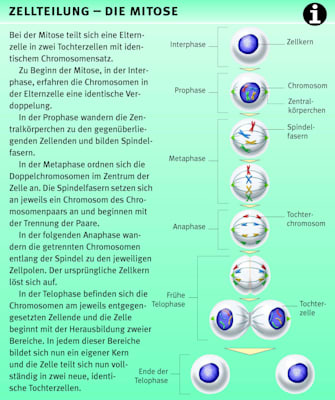 Zellteilung