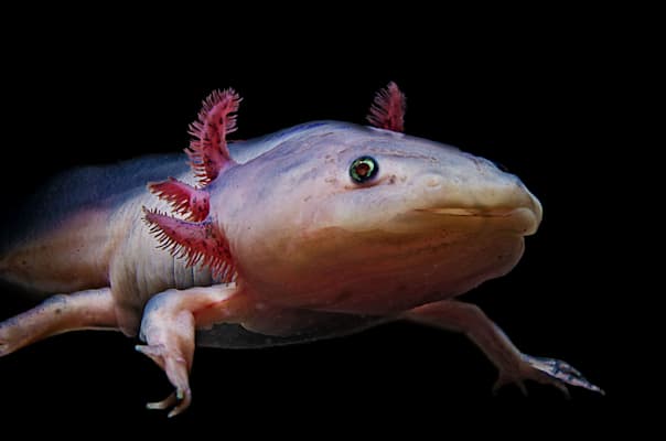 Axolotl