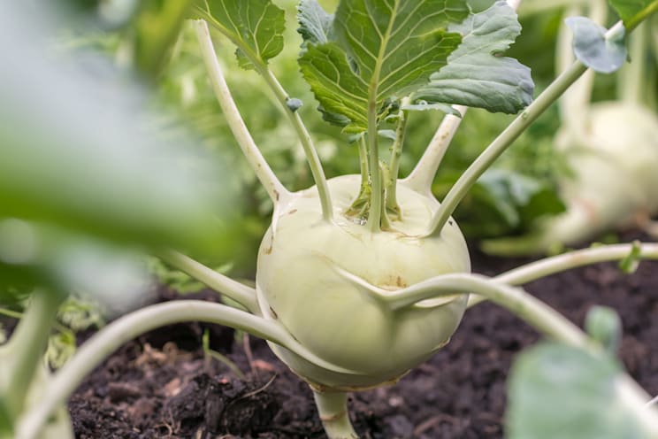 Knolle: Kohlrabi