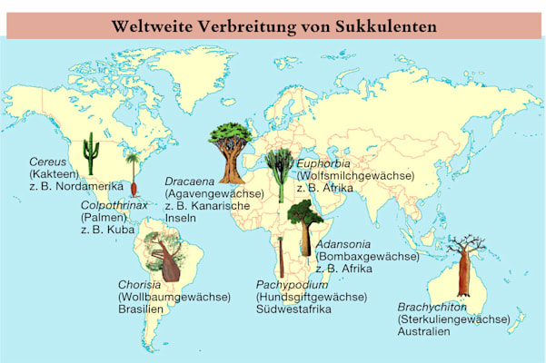 Sukkulenten: Verbreitung