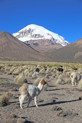 Altiplano: Sajama