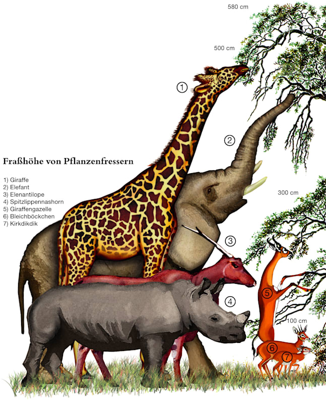 Fraßhöhe von Pflanzenfressern (Grafik)