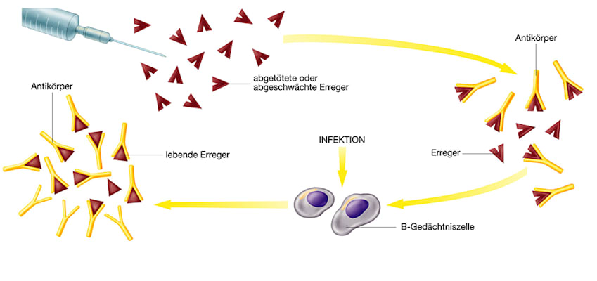 Aktive Immunisierung