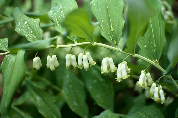 Salomonssiegel: Vielblütiges Salomonssiegel