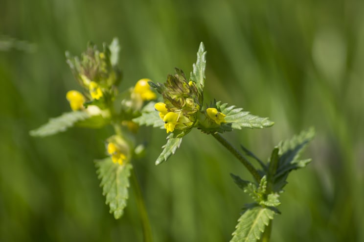 Klappertopf: Kleiner Klappertopf