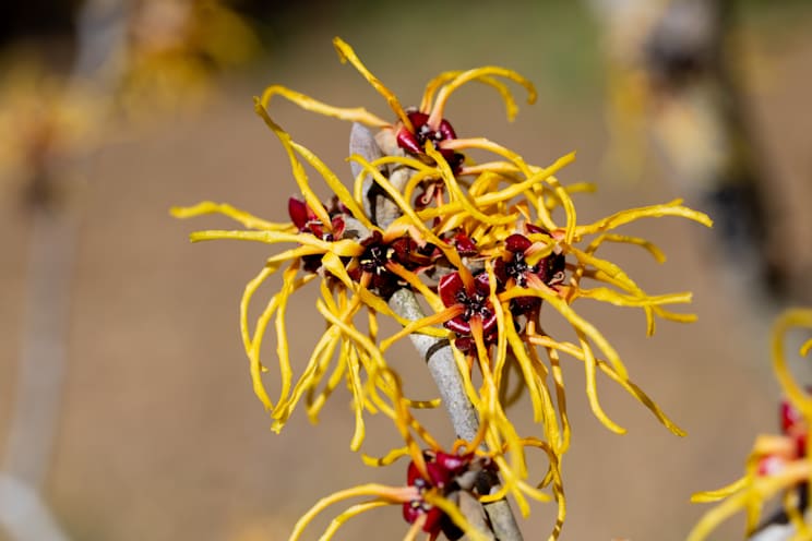 Zaubernuss (Hamamelis)