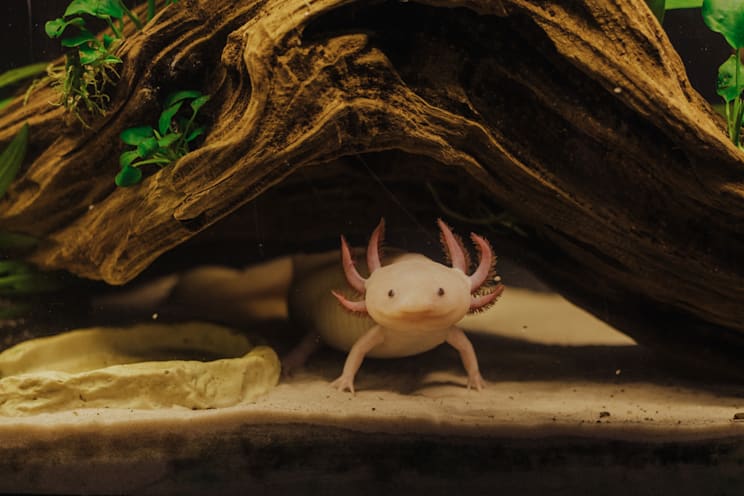Axolotl