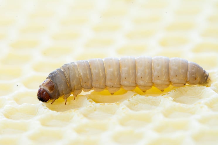 Wachsmotten: Raupe