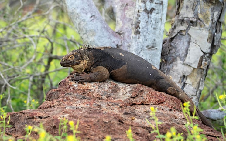 Galápagosinseln: Drusenköpfe