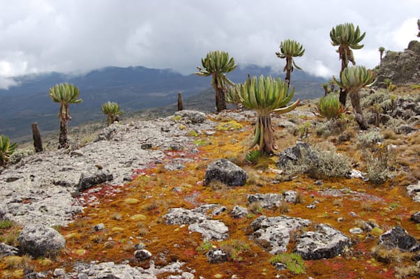 Elgon: Riesensenecien