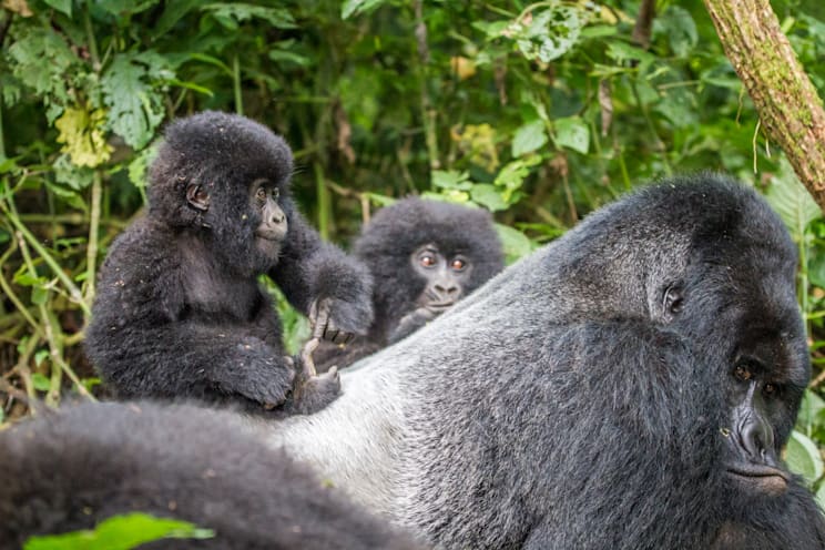 Gorillas: Berggorilla im Nationalpark Virunga