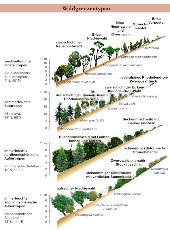 Höhenstufen: Waldgrenzentypen
