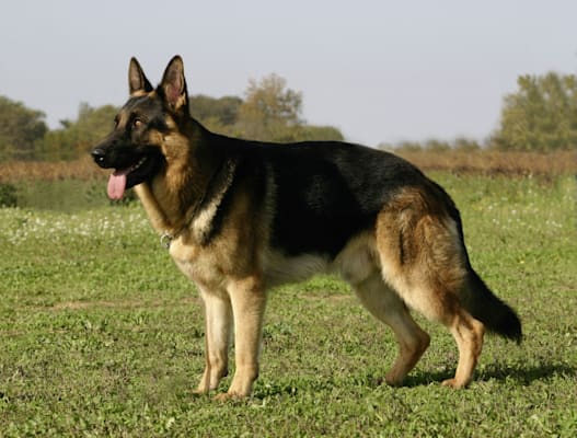 Deutscher Schäferhund