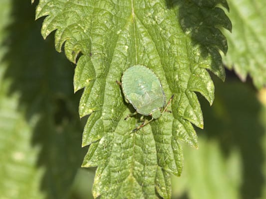 Schildkäfer: Grüner Schildkäfer