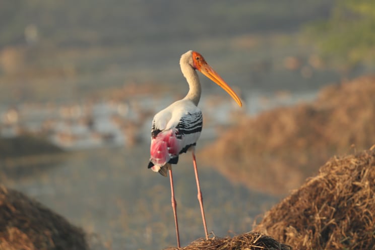 Nimmersatte: Buntstorch