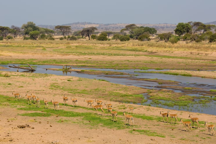 Ruaha: Impalas
