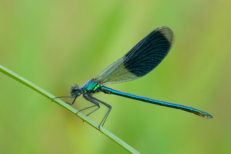 Seejungfern: Gebänderte Prachtlibelle