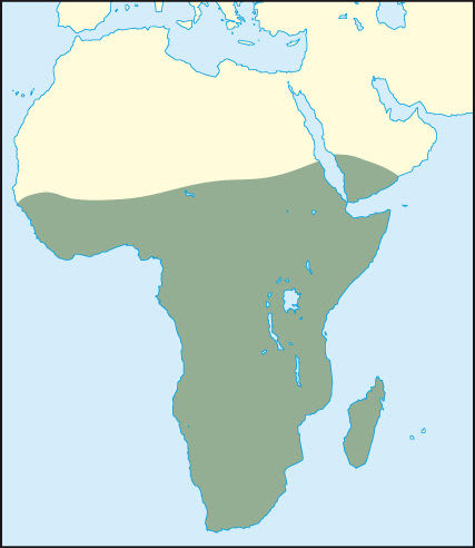 Schuhschnabel: Verbreitung