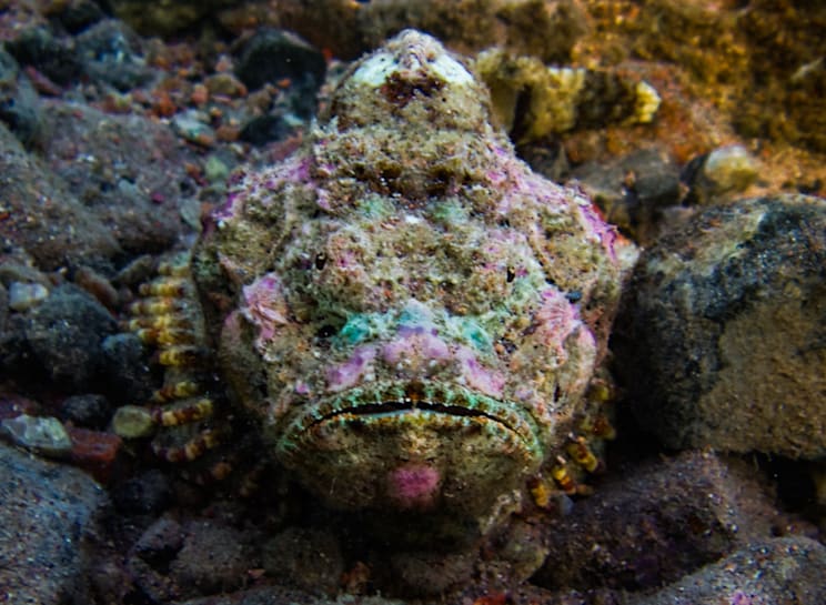 Steinfisch am Meeresboden