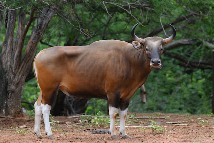 Banteng