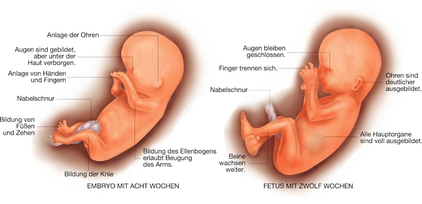 Schwangerschaft: Embryonalentwicklung