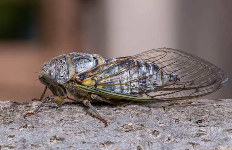 Singzikaden: Gemeine Zikade