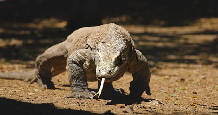 Warane: Komodowaran