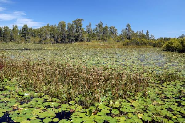 Okefenokee Swamp: Sumpfgebiet