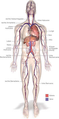 Blutkreislauf: Anatomie (Grafik)