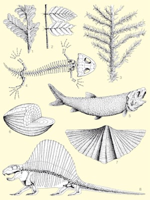 Leitfossilien des Perm