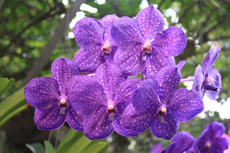 Vanda
