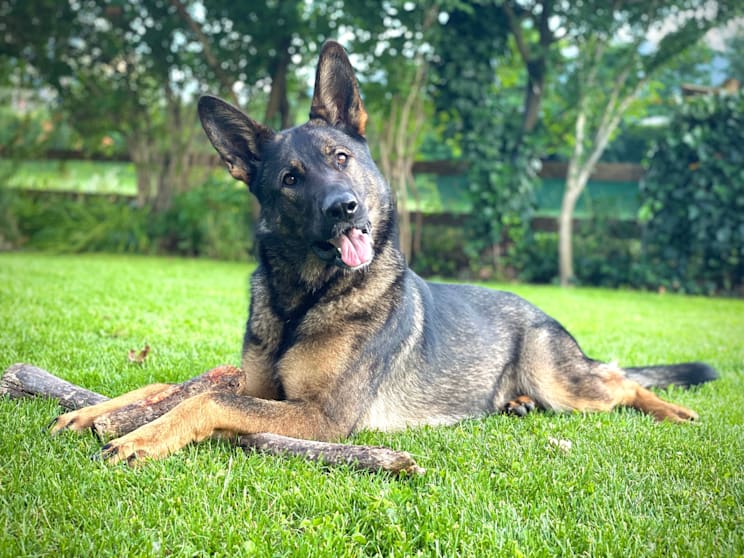 Hunde: Deutscher Schäferhund