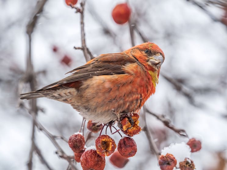 Kreuzschnäbel: Fichtenkreuzschnabel