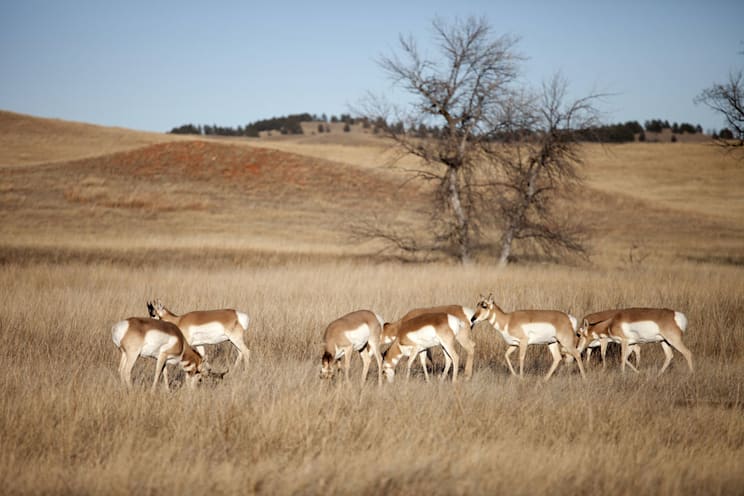Wind Cave National Park: Antilopen