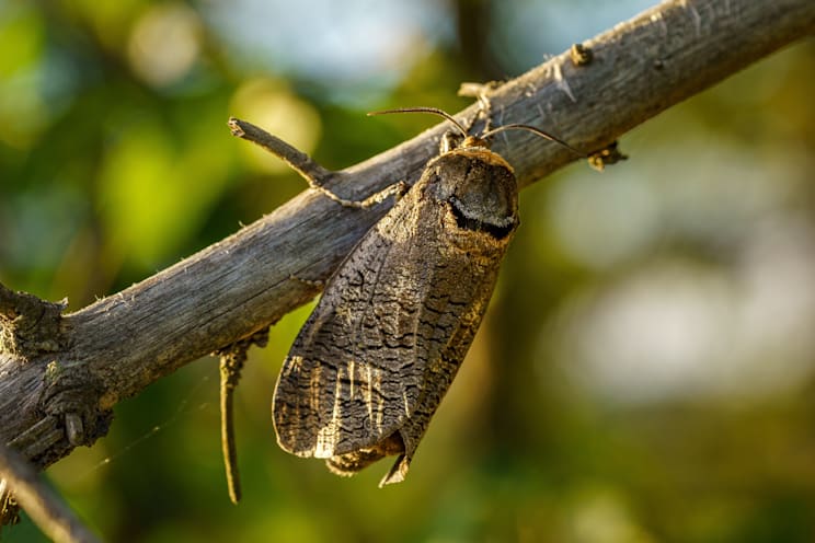 Weidenbohrer: Falter