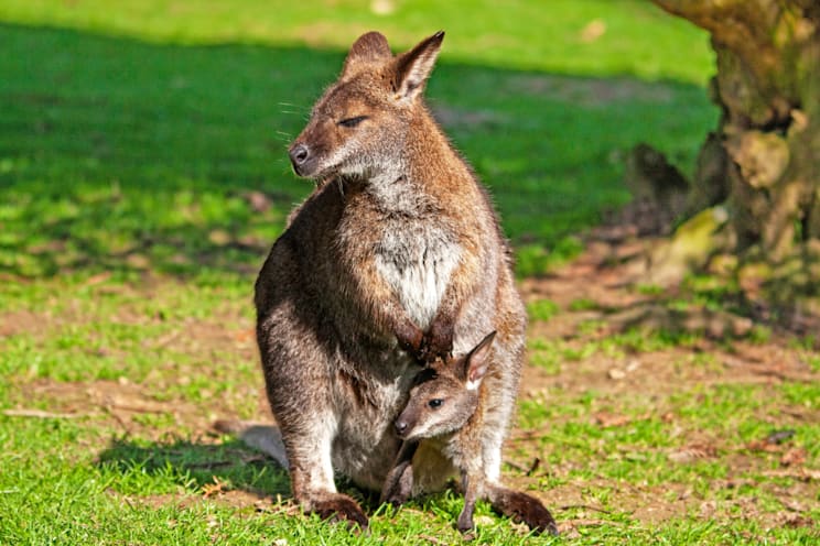 Riesenkängurus: Bennettkänguru