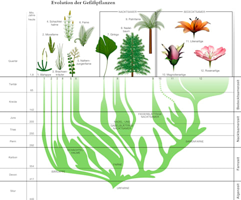 Evolution der Gefäßpflanzen