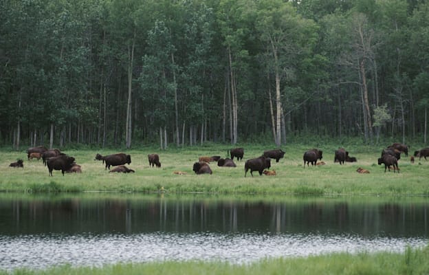 Elk Island National Park: Bisonherde